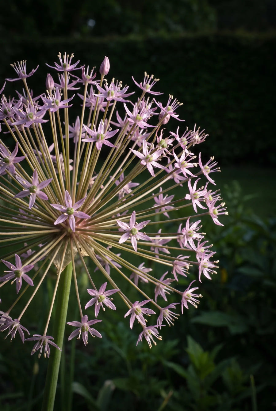 Allium Schubertii — sfeerbeeld