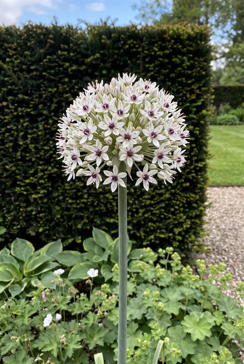 Allium Silver Spring