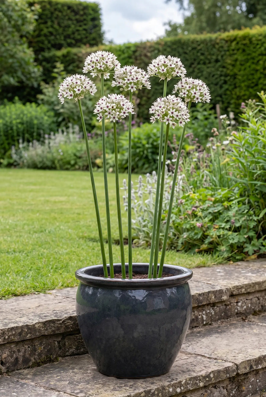 Allium Silver Spring — in pot op terras