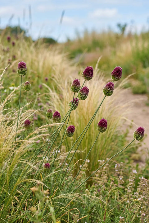 Allium Sphaerocephalon