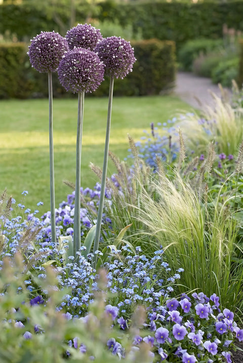 Allium Summer Drummer