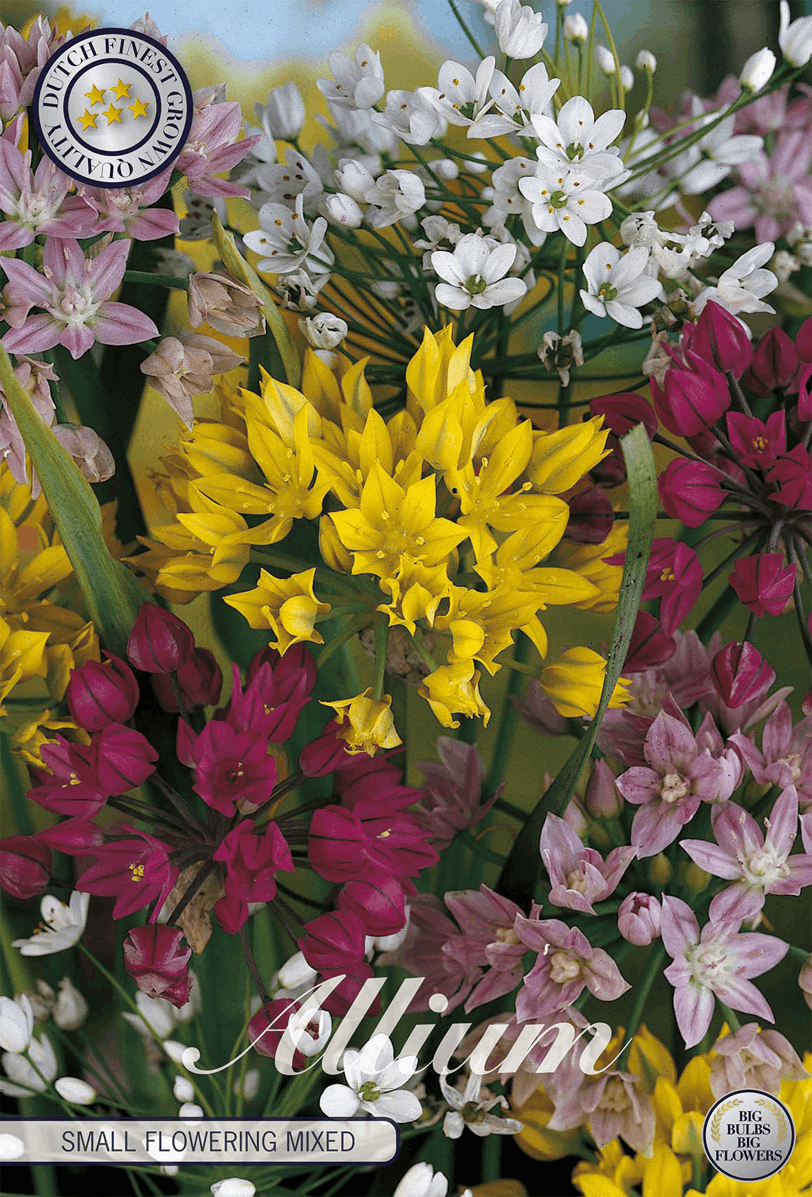 Allium Small Flowering Mixed
