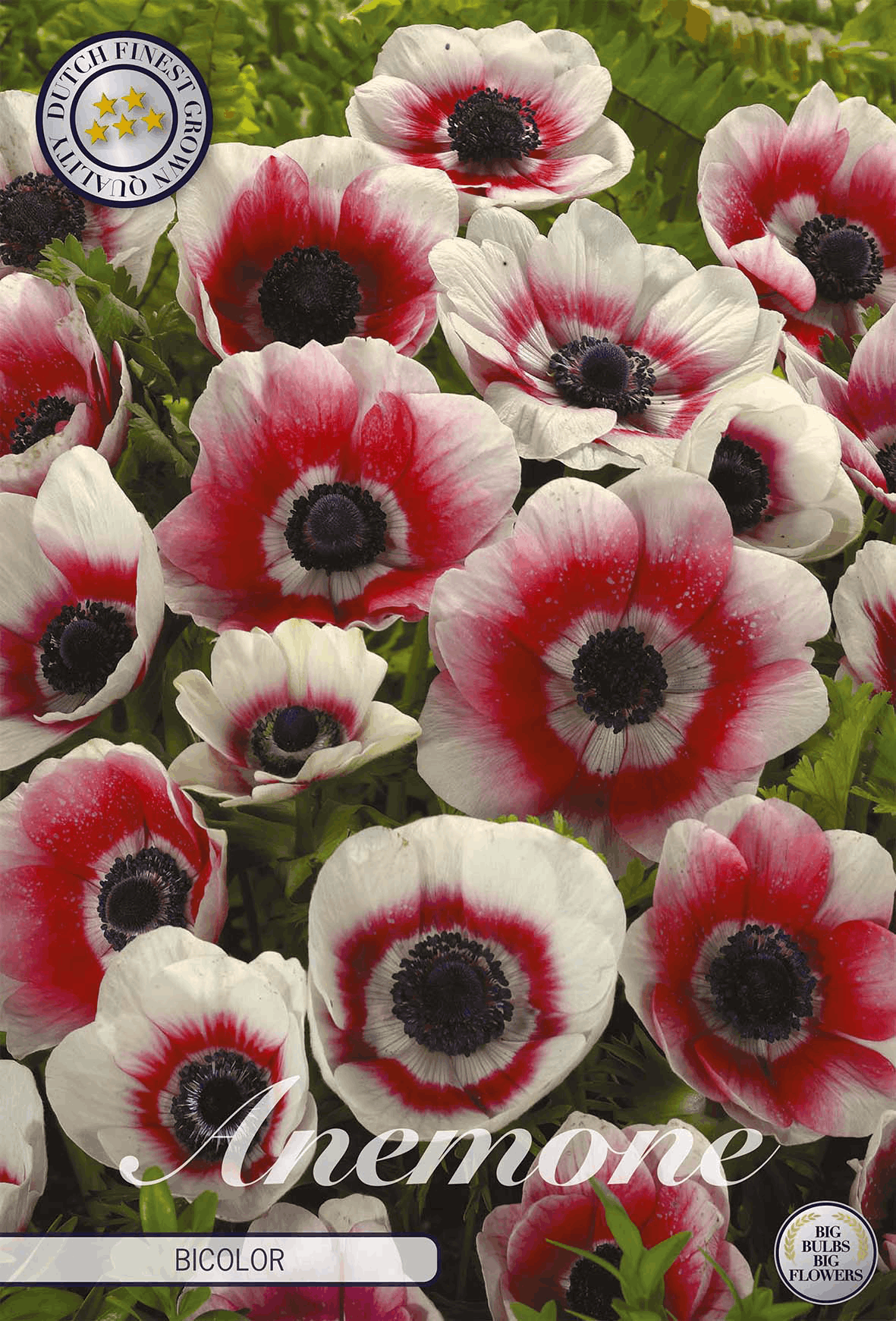 Anemone Bicolor
