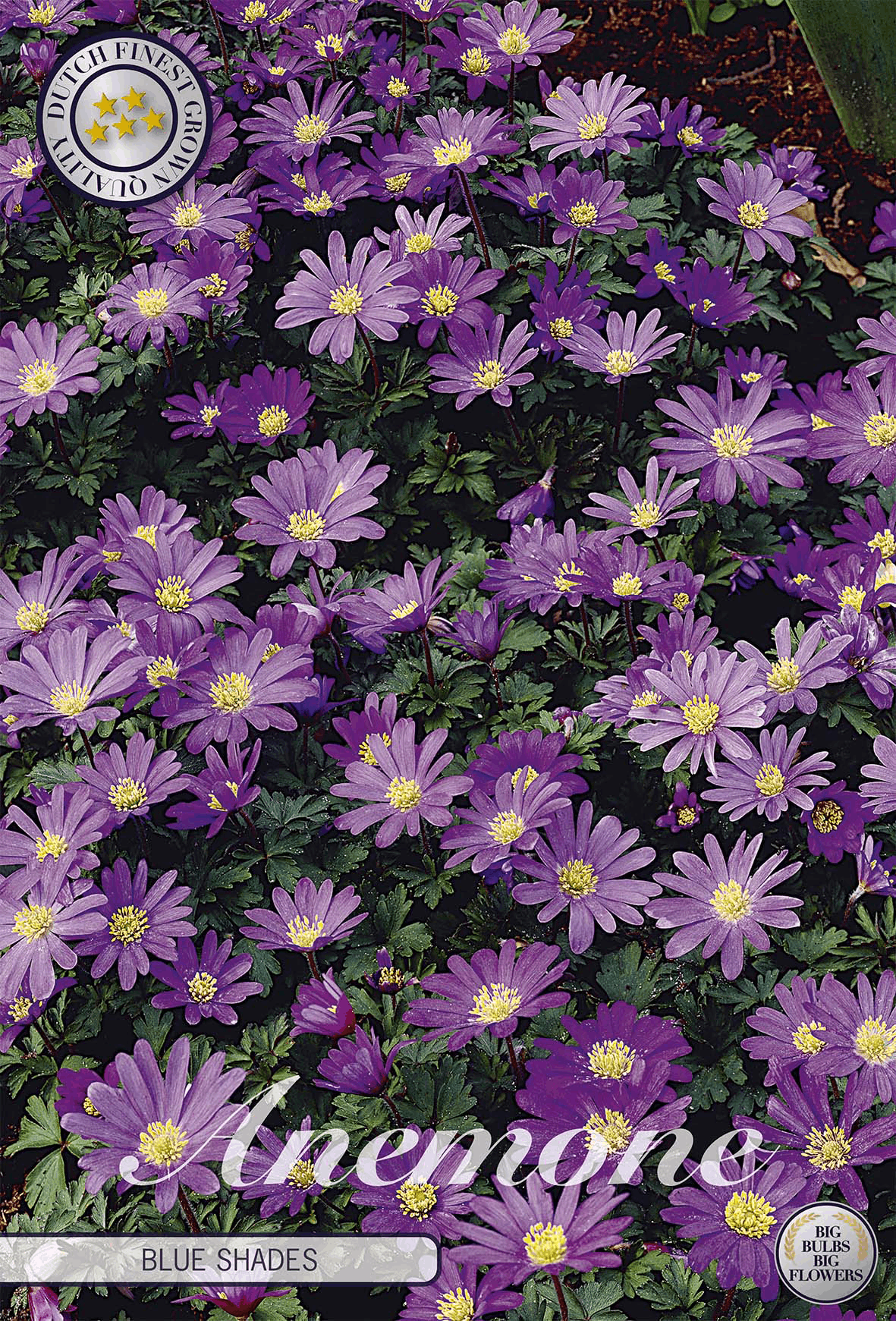 Anemone Blue Shades
