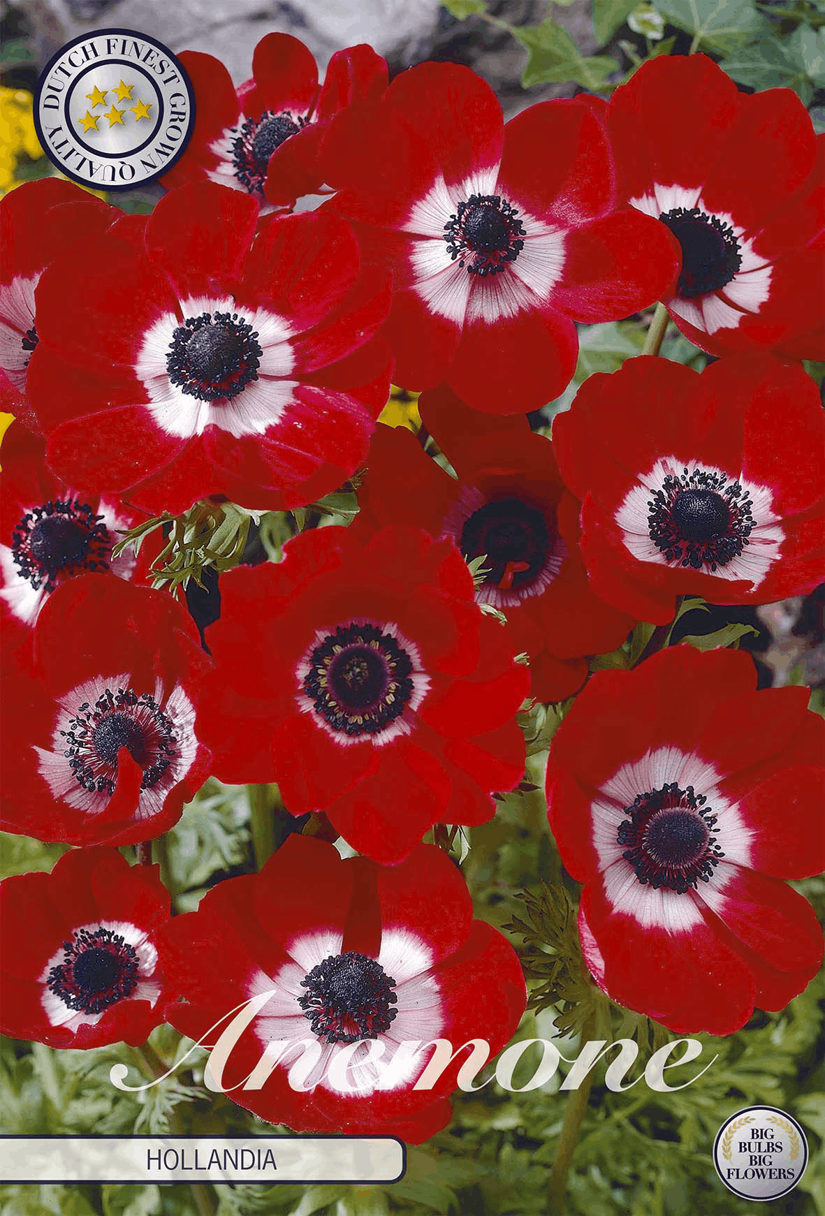 Anemone Hollandia