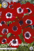 Anemone Hollandia