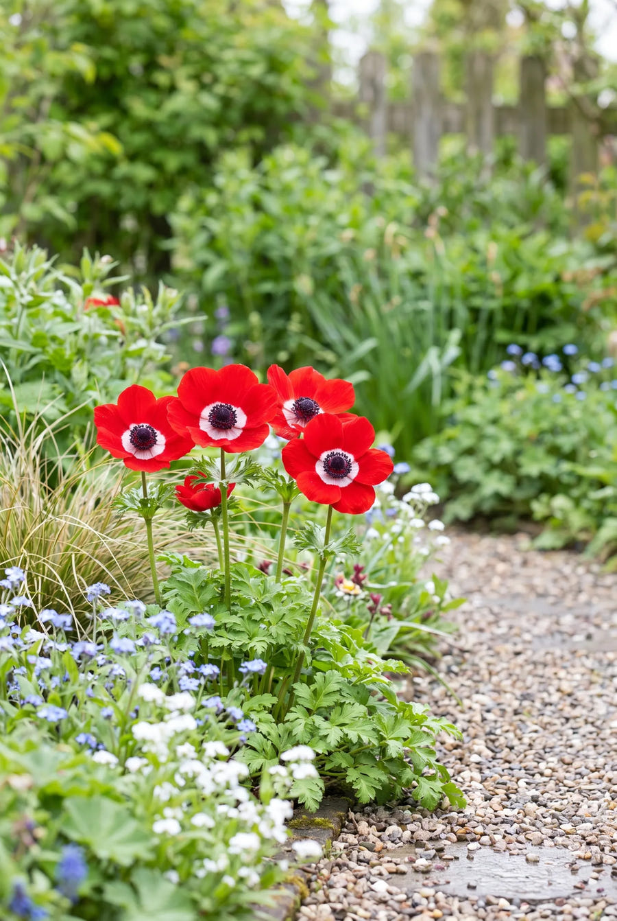 Anemone Hollandia — in de border