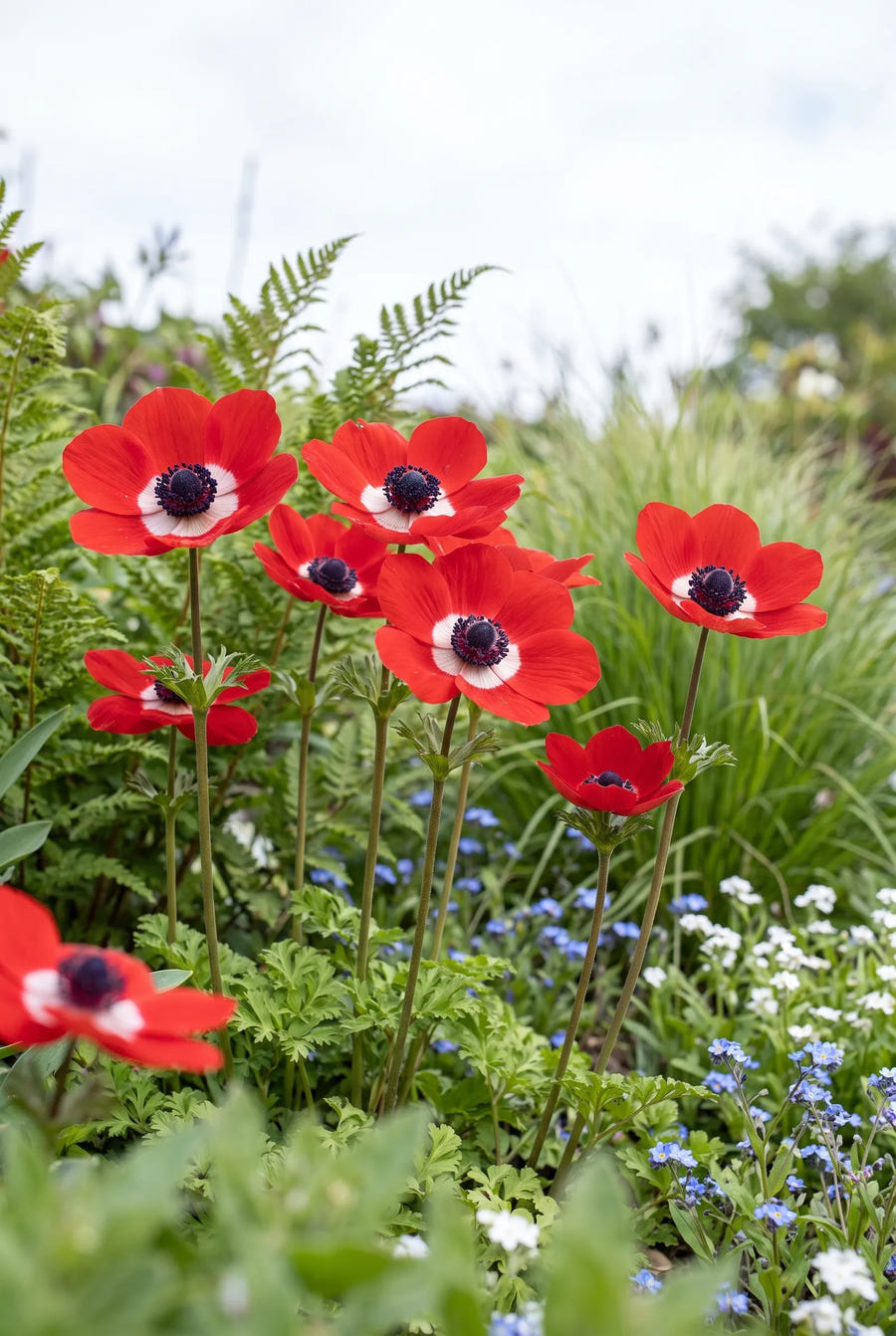 Anemone Hollandia — in de tuin