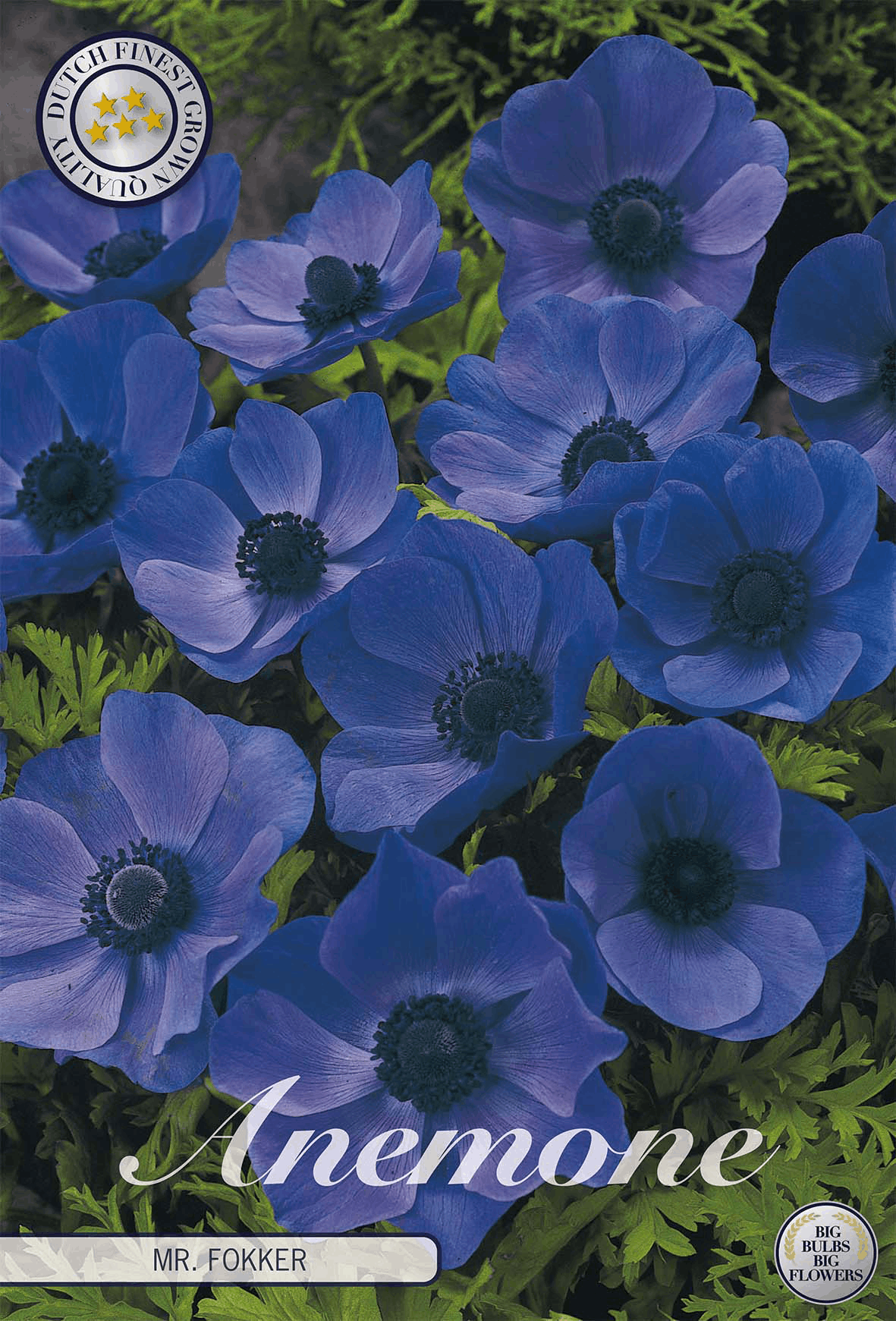 Anemone Mr. Fokker