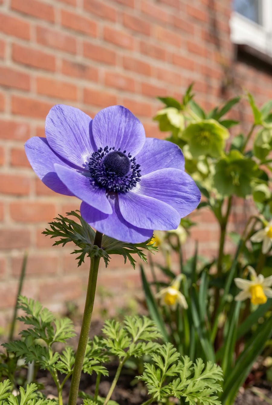 Anemone Mr. Fokker — close-up van de bloem
