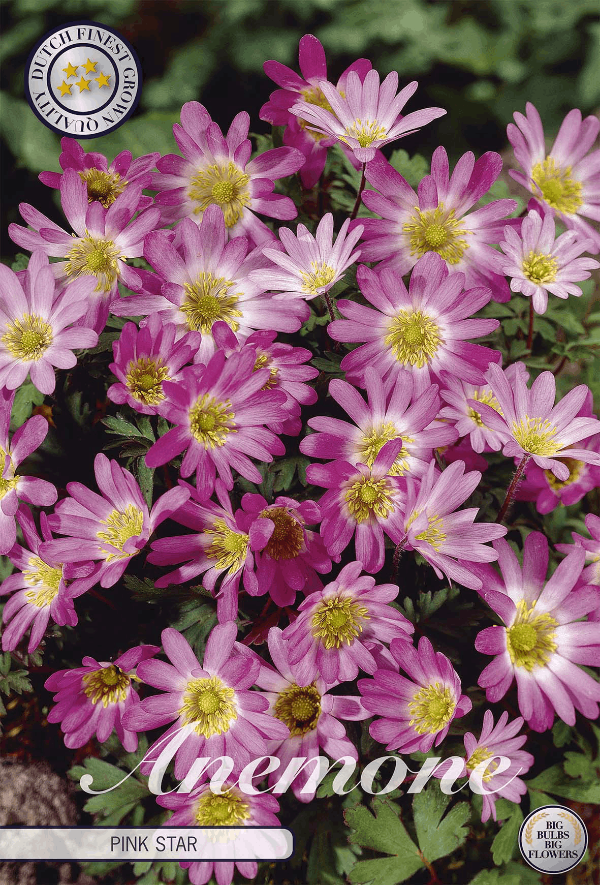 Anemone Pink Star