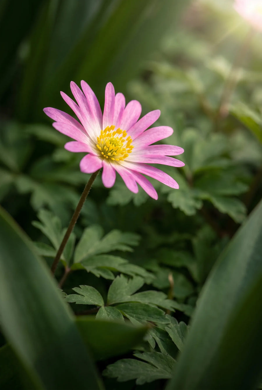 Anemone Pink Star — sfeerbeeld