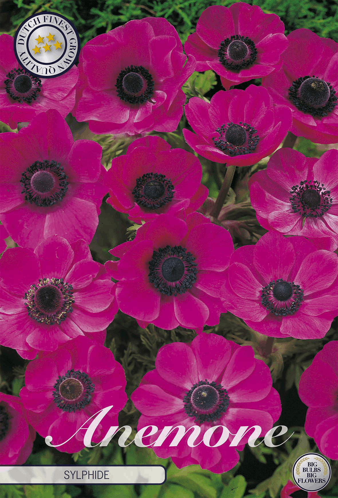 Anemone Sylphide