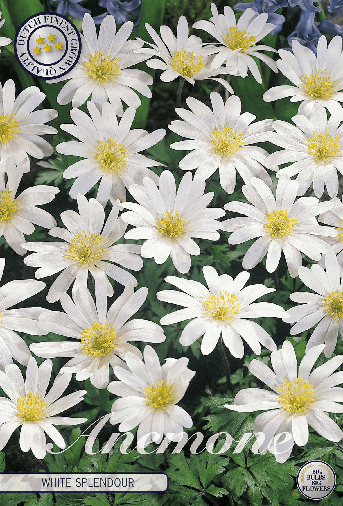 Anemone White Splendour