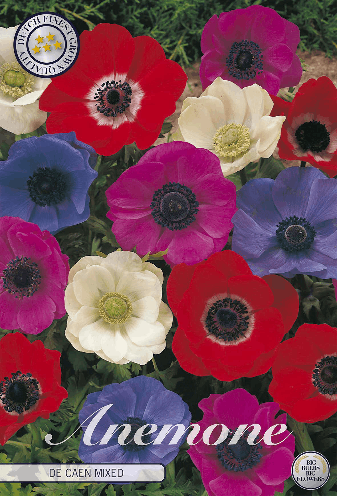 Anemone De Caen Mixed