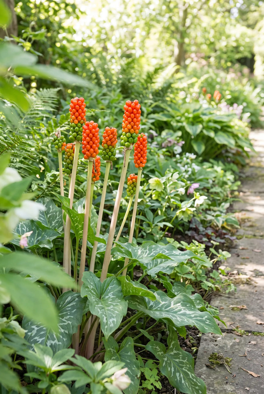 Arum Italicum — in de tuin