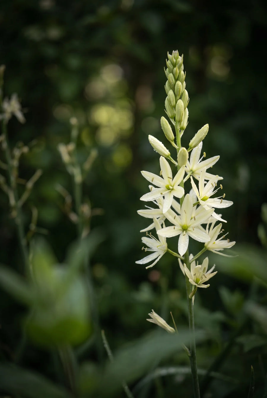 Camassia Leichtlinii Alba — sfeerbeeld