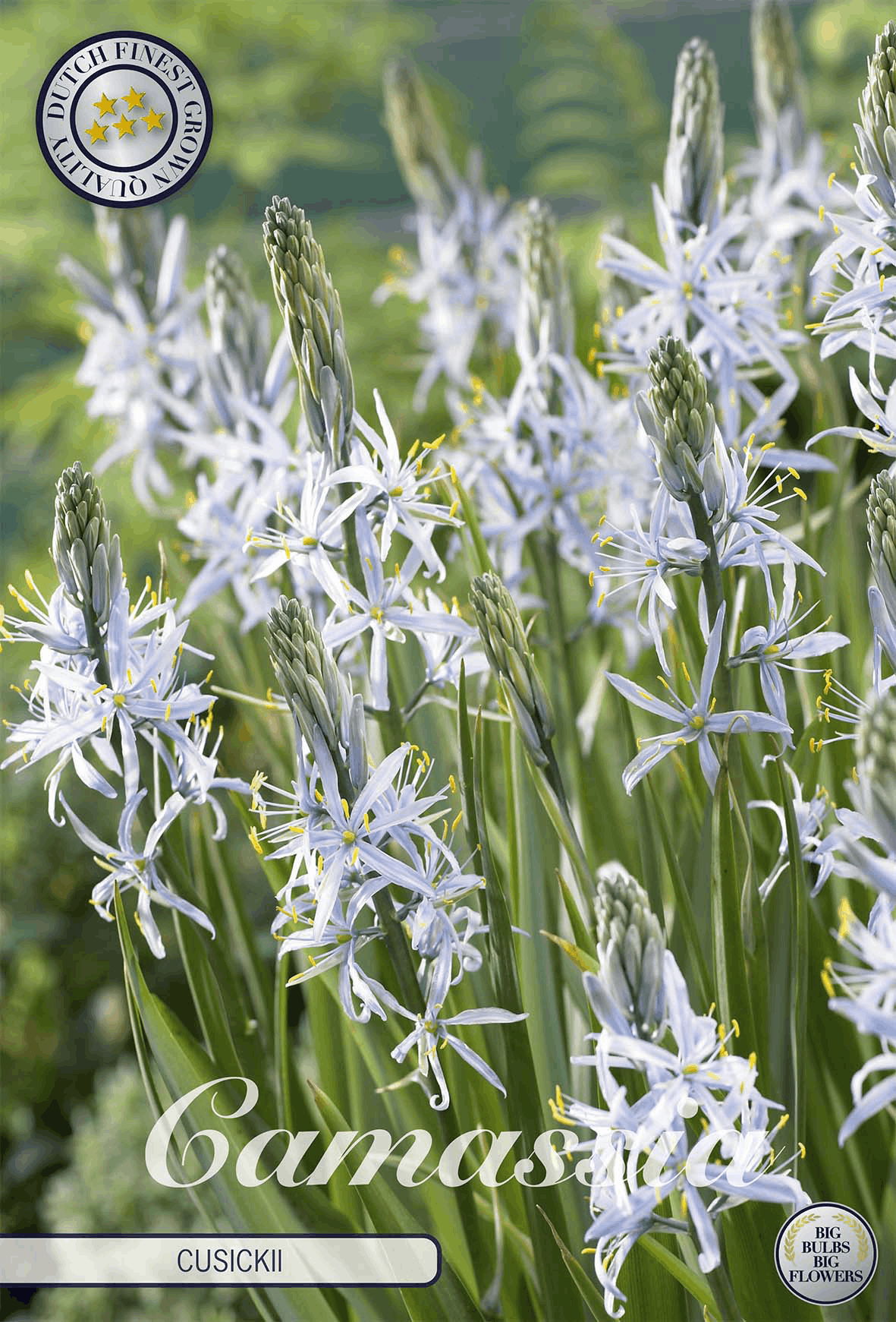 Camassia Cusickii