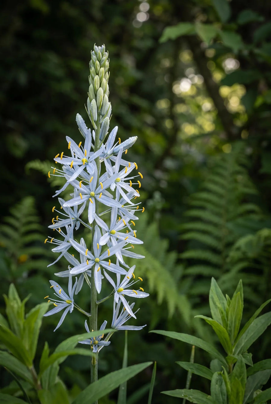 Camassia Cusickii — sfeerbeeld