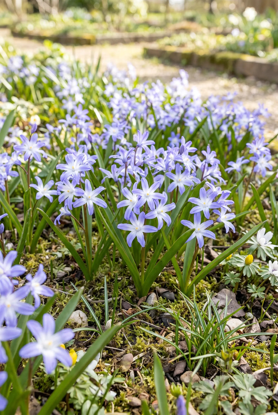 Chionodoxa Forbesii — in de border