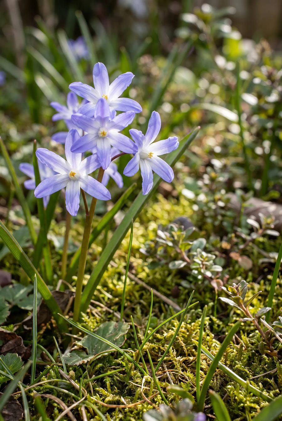 Chionodoxa Forbesii — close-up van de bloem