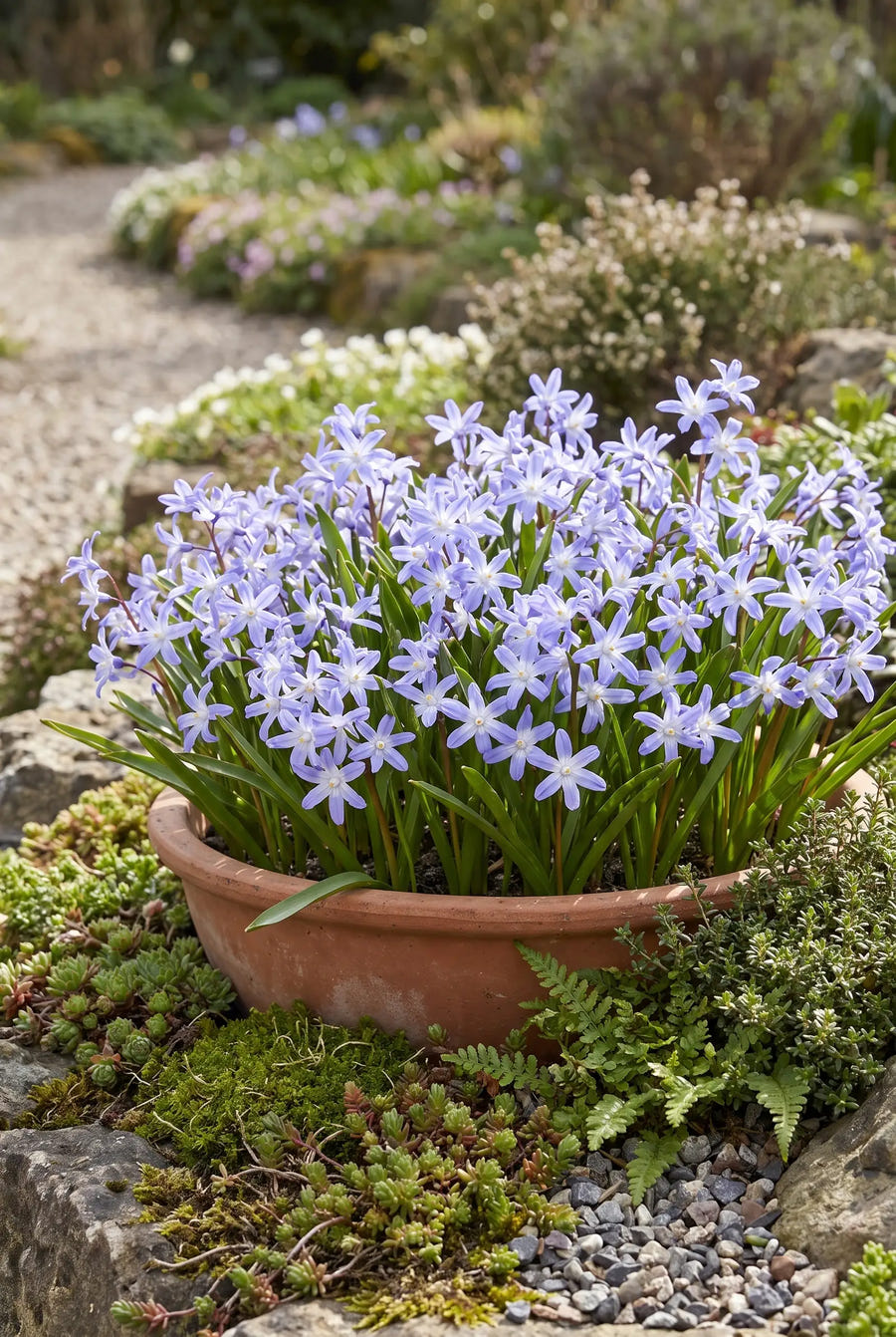 Chionodoxa Forbesii — in pot op terras