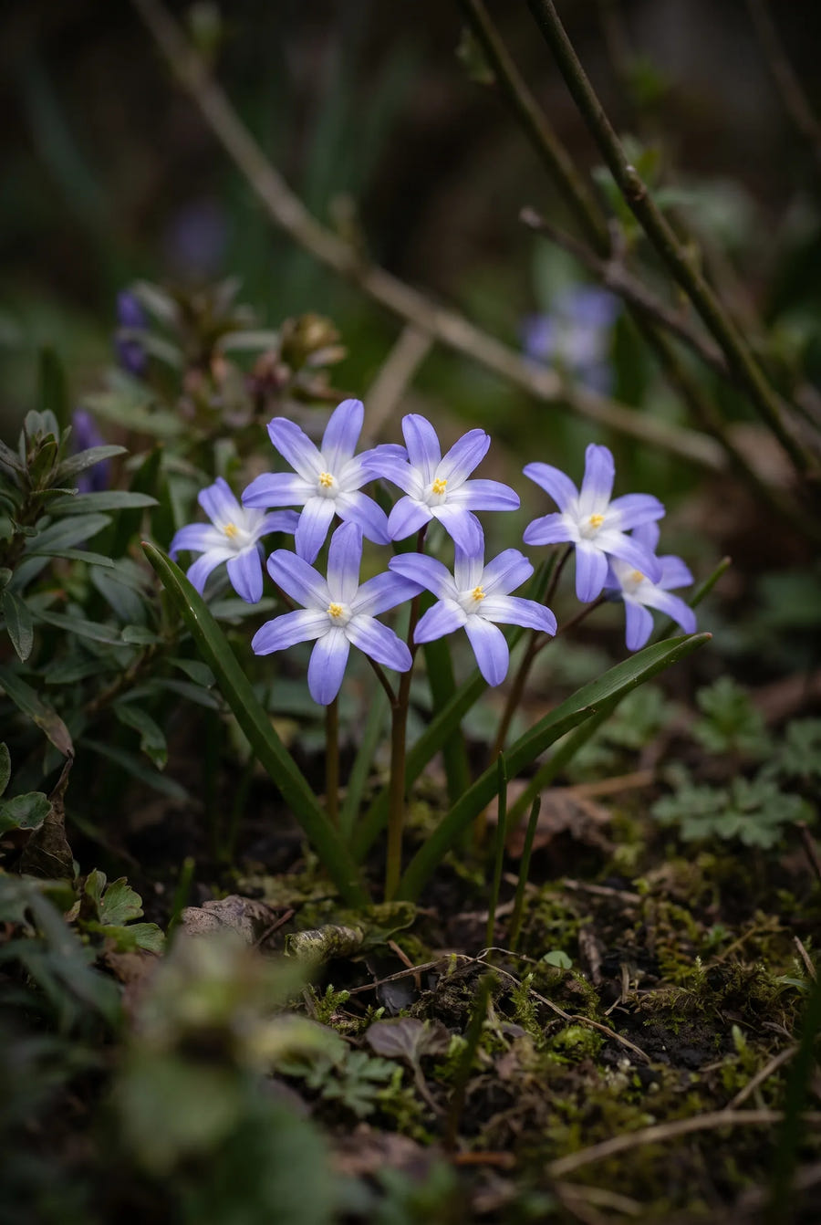 Chionodoxa Luciliae — sfeerbeeld