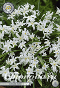 Chionodoxa Luciliae Alba