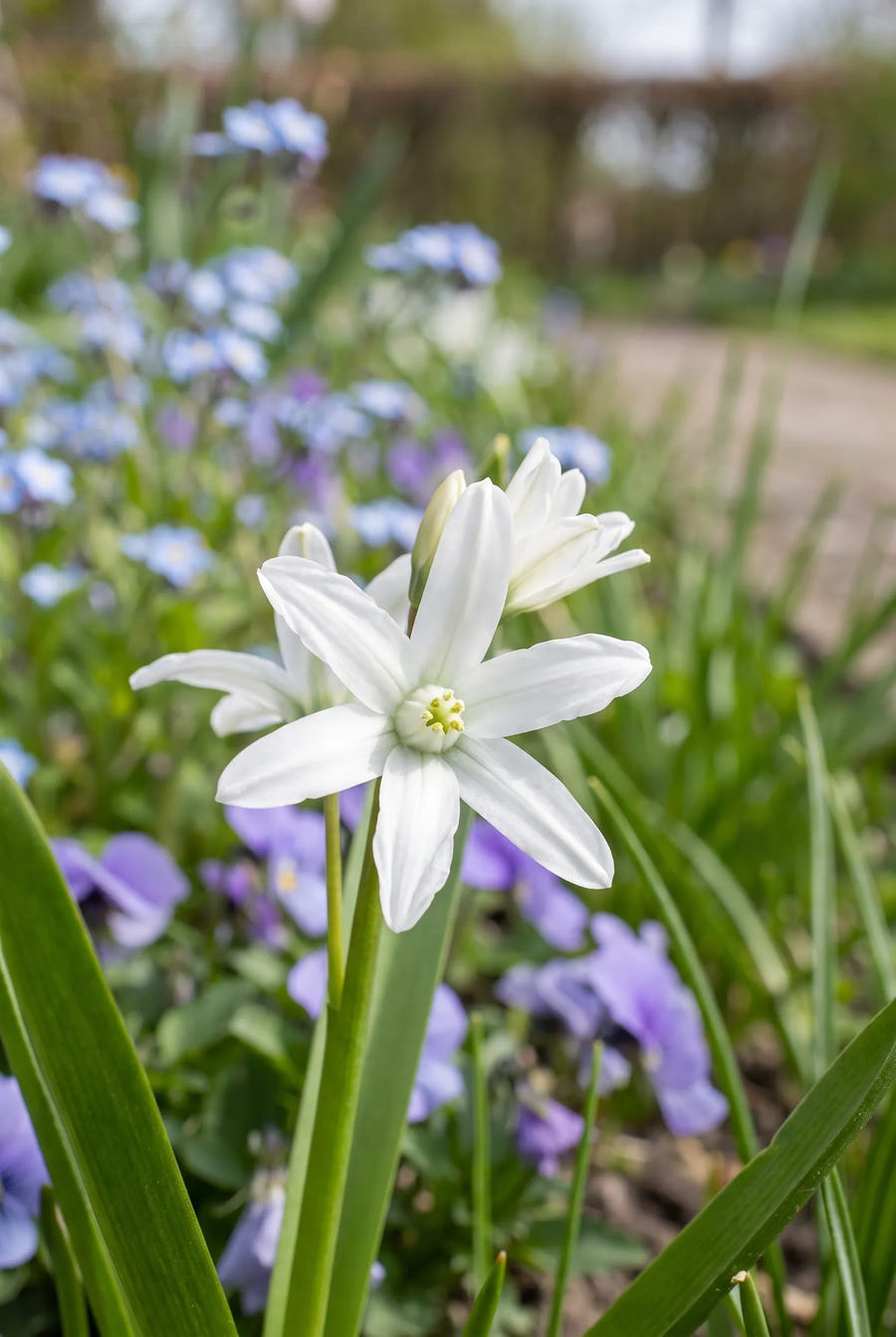 Chionodoxa Luciliae Alba — close-up van de bloem