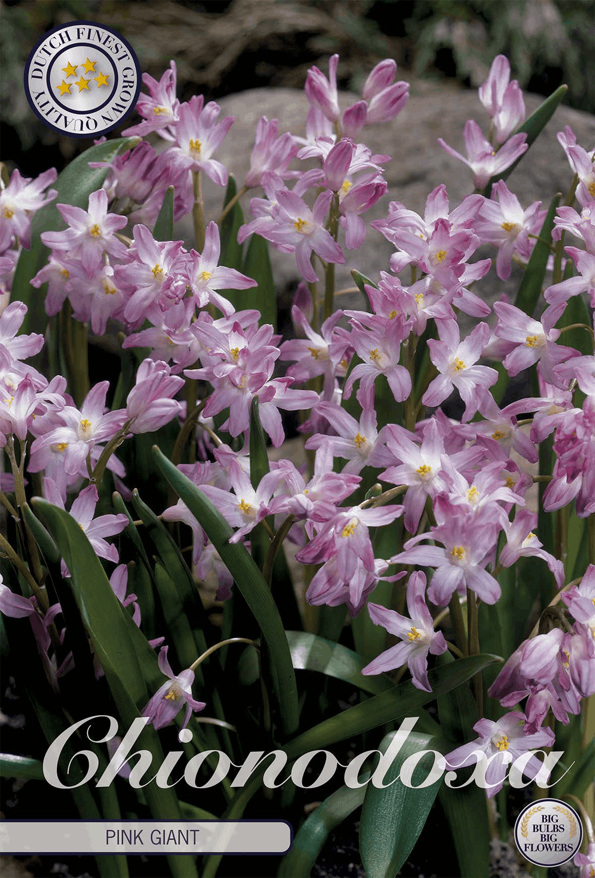 Chionodoxa Pink Giant