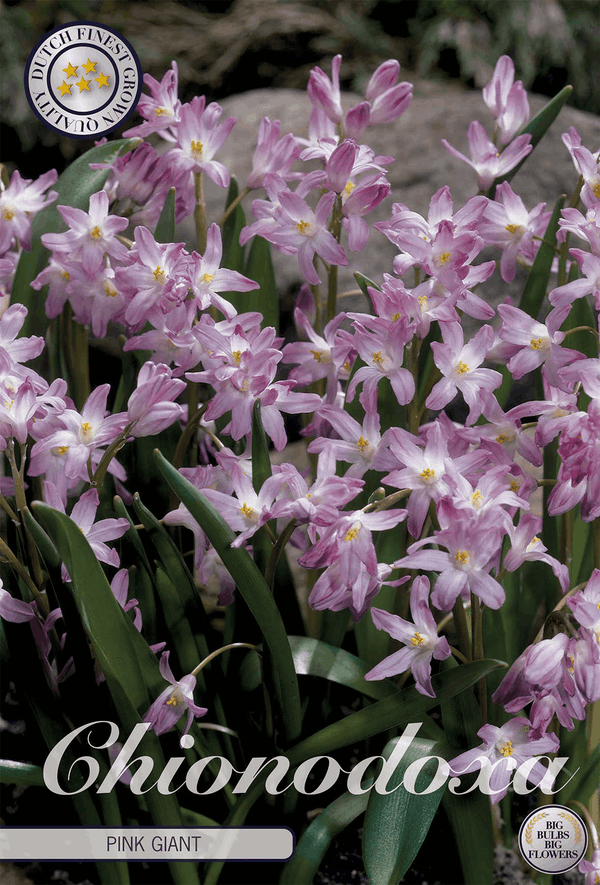 Chionodoxa Pink Giant
