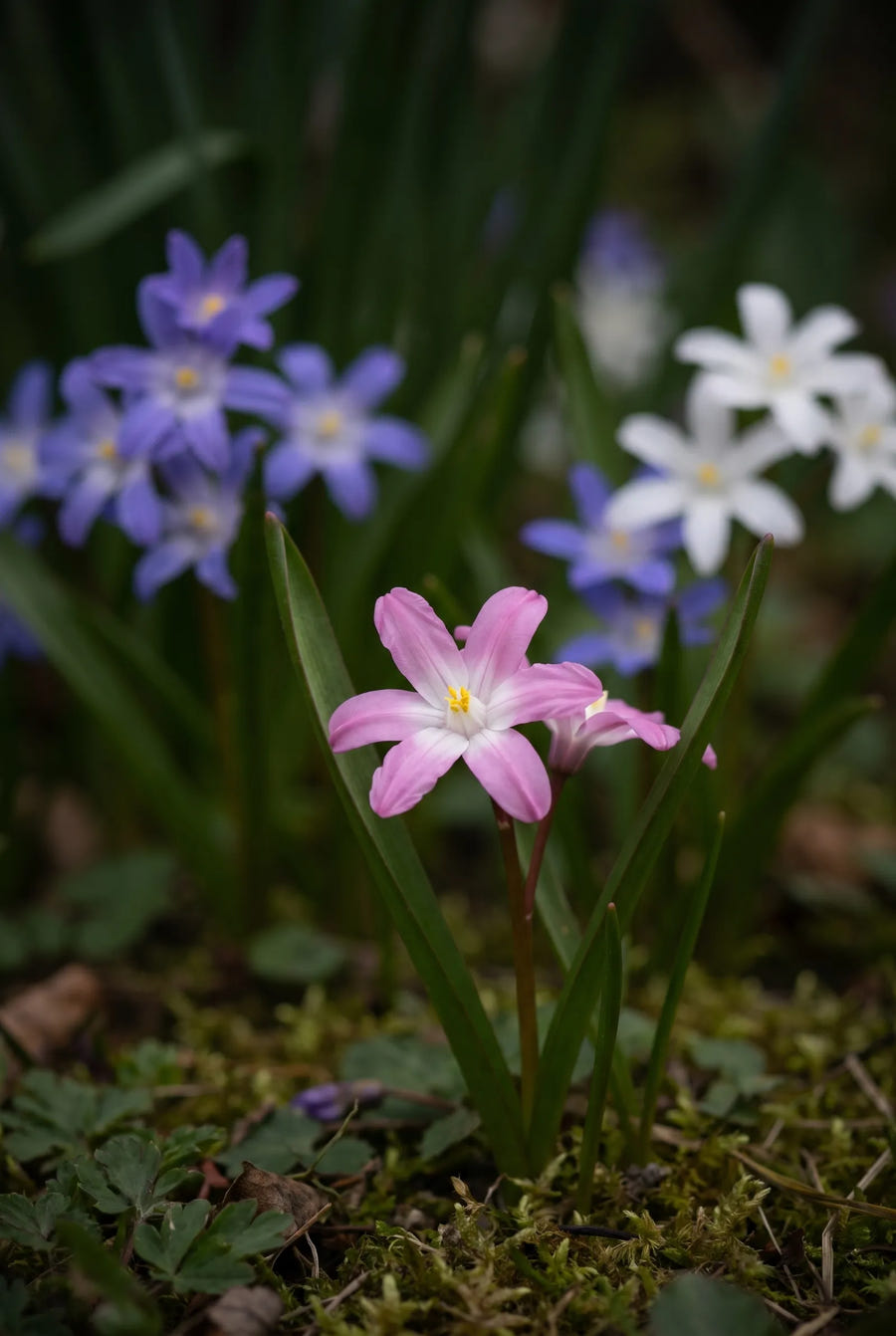 Chionodoxa Mixed — sfeerbeeld