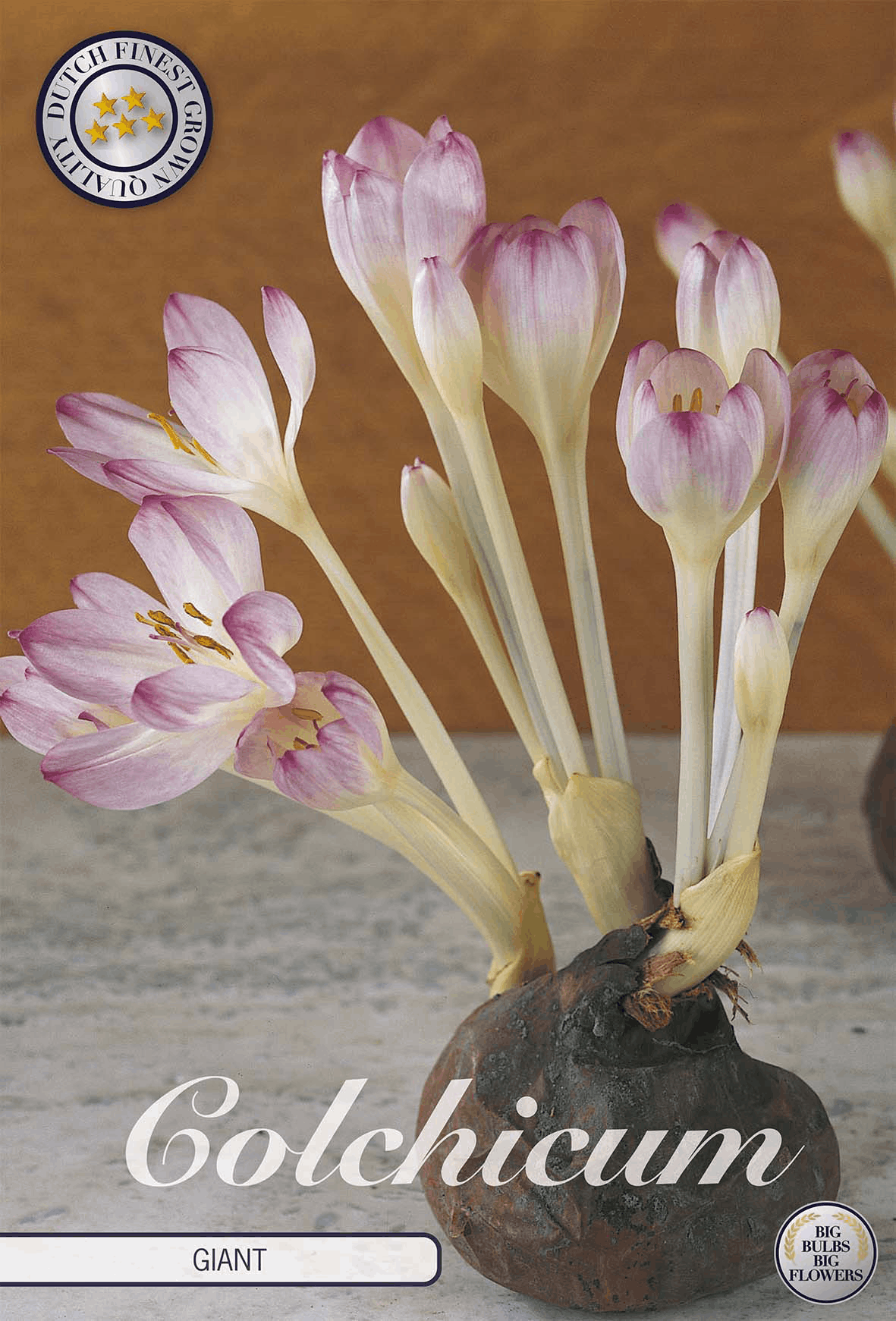 Colchicum Giant