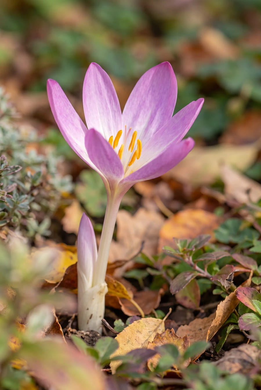 Colchicum Giant — close-up van de bloem