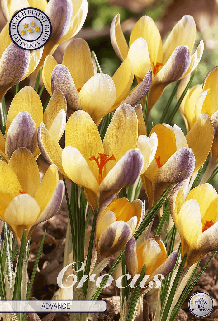 Crocus Advance