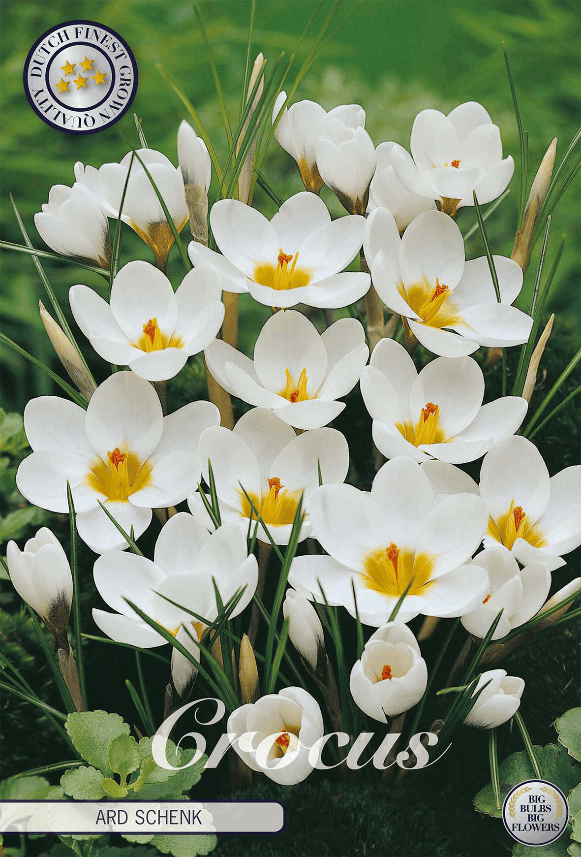 Crocus Ard Schenk