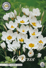 Crocus Ard Schenk