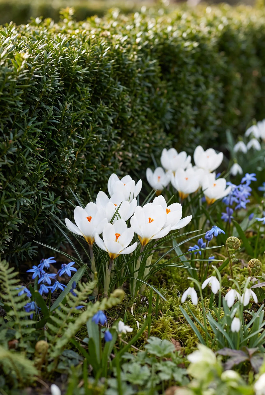 Crocus Ard Schenk — in de border