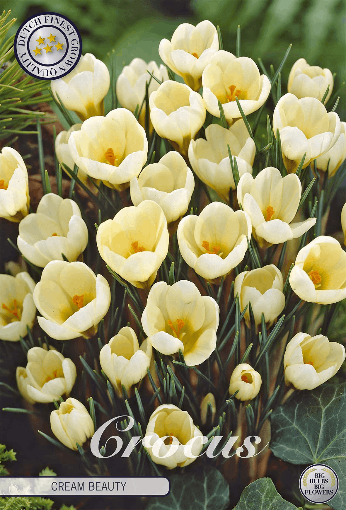 Crocus Cream Beauty