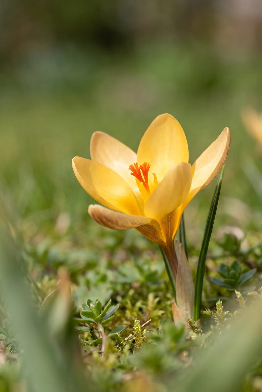 Crocus Dorothy — close-up van de bloem