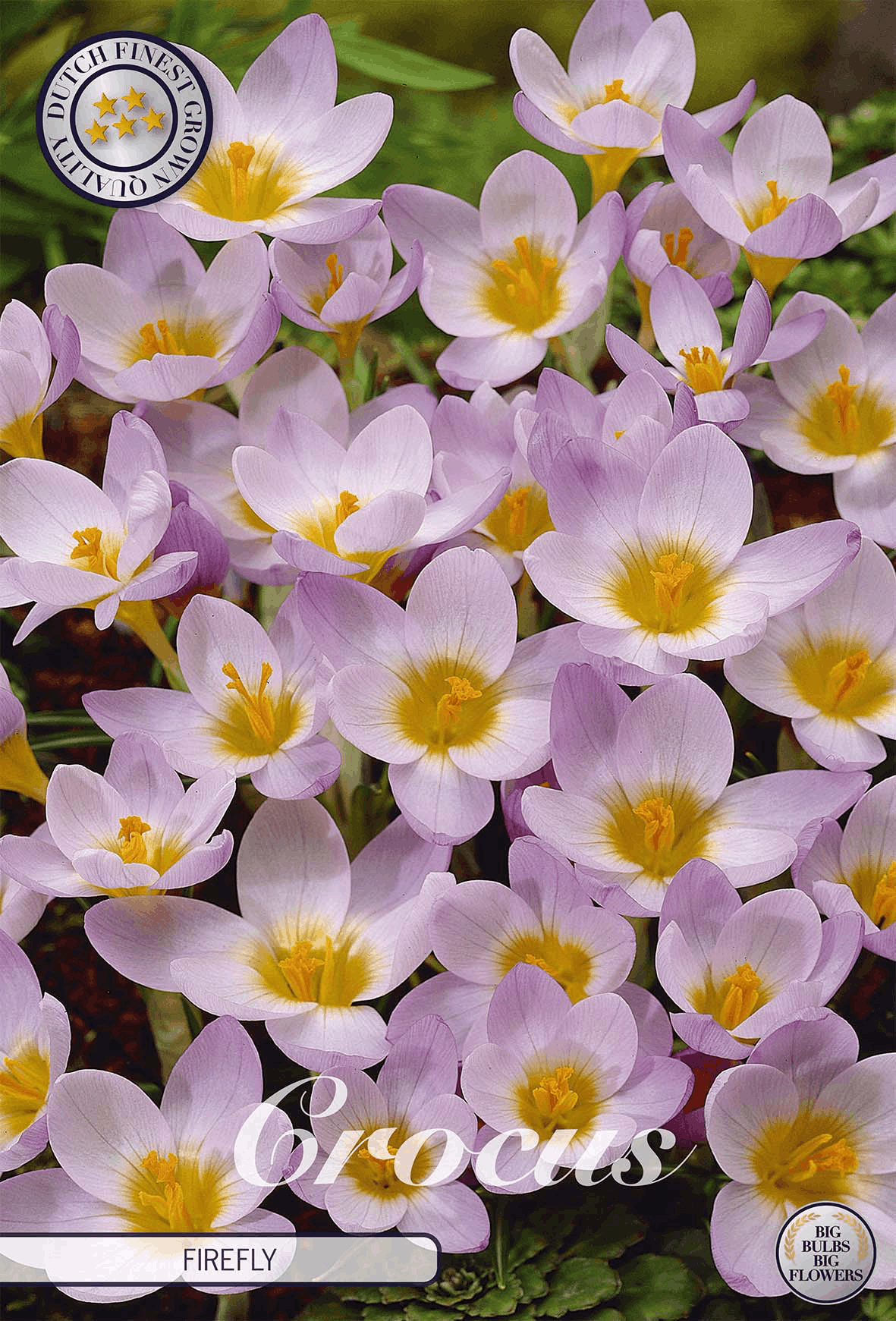 Crocus Firefly