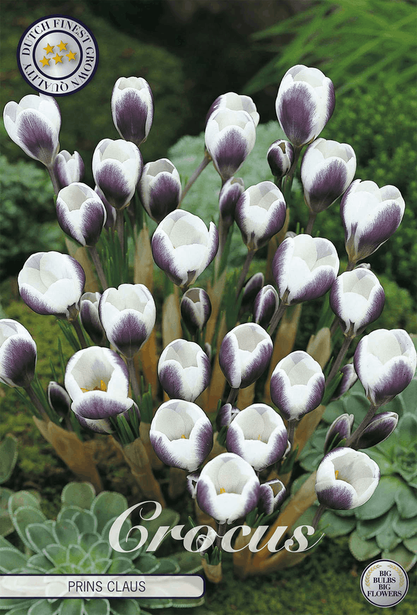 Crocus Prins Claus
