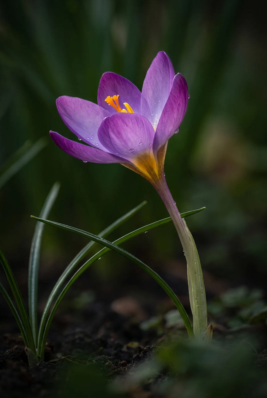 Crocus Ruby Giant — sfeerbeeld