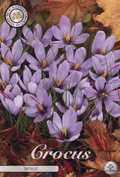 Crocus Sativus