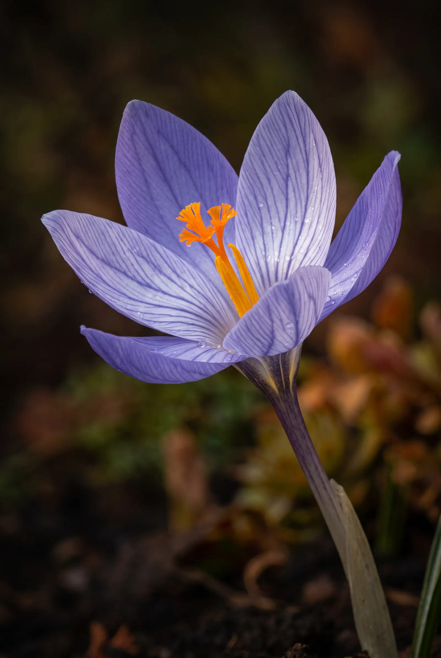 Crocus Speciosus — sfeerbeeld