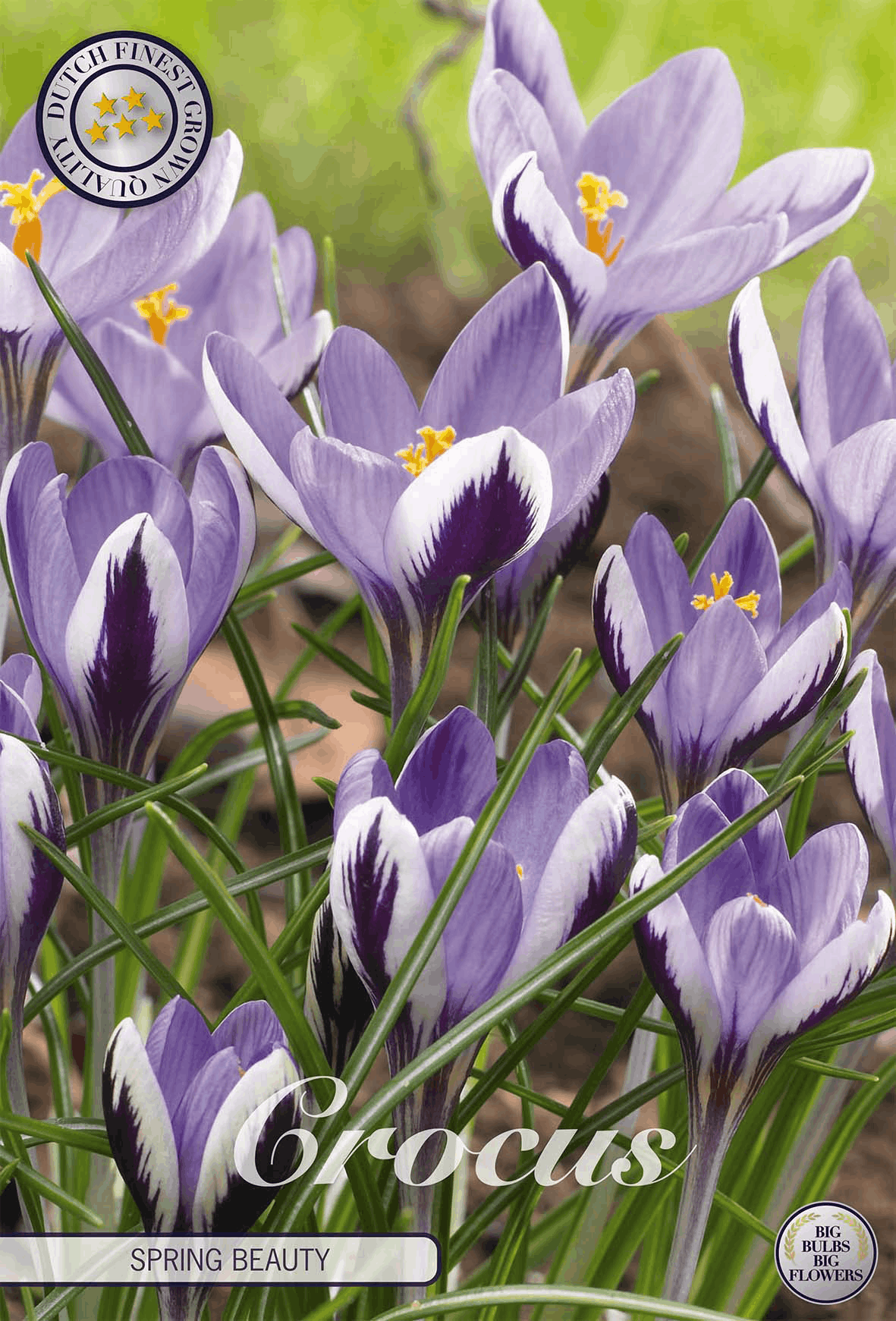 Crocus Spring Beauty