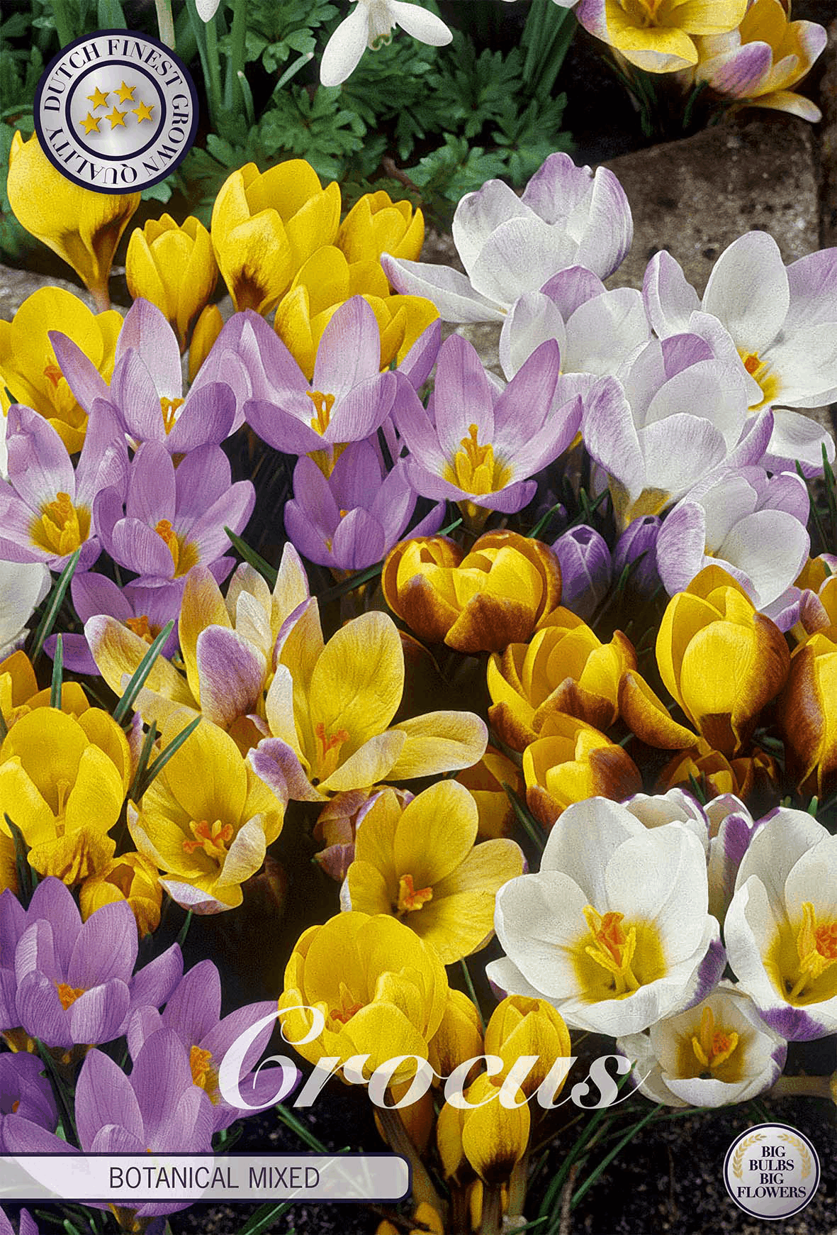 Crocus bulbs