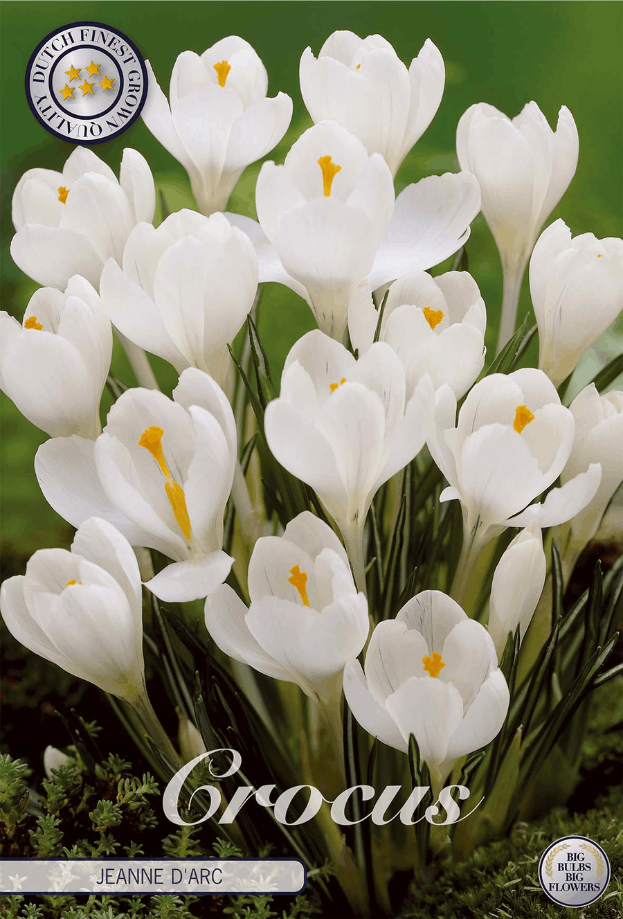 Crocus Jeanne D'Arc
