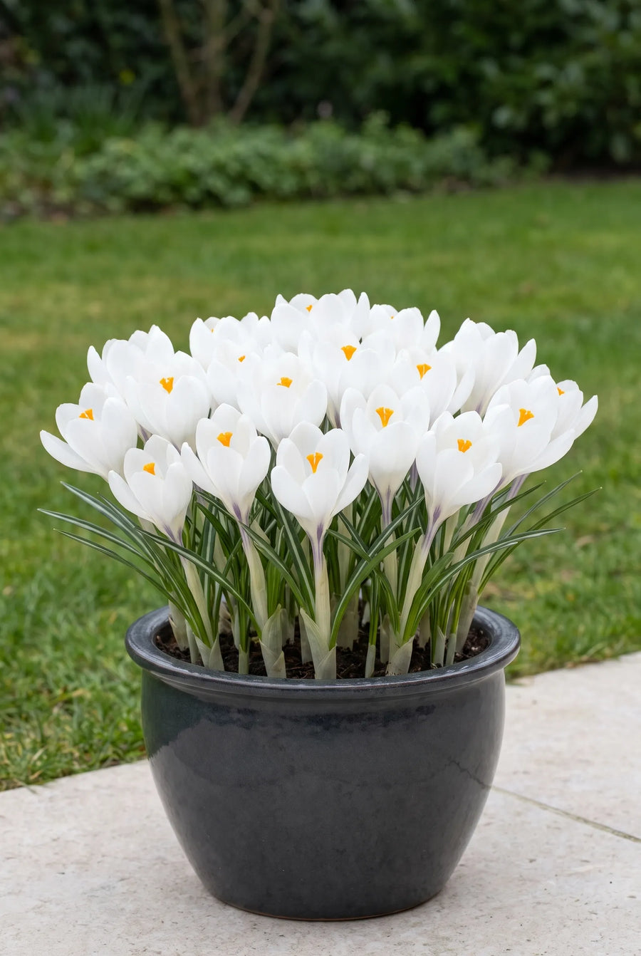 Crocus Jeanne D'Arc — in pot op terras