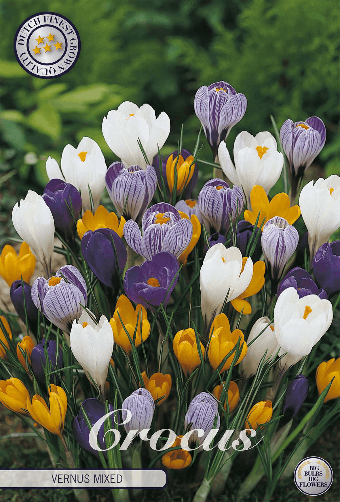 Crocus Vernus Mixed